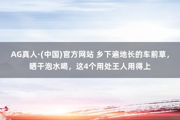 AG真人·(中国)官方网站 乡下遍地长的车前草,晒干泡水喝,这4个用处王人用得上